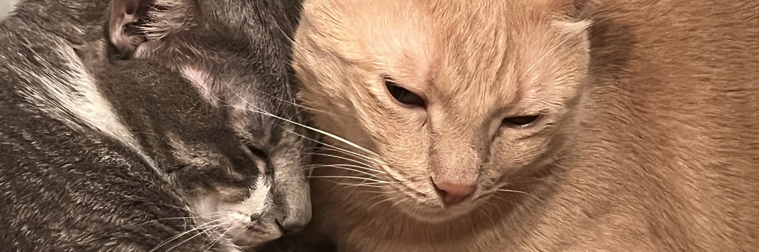 imnotbegging's profile banner image