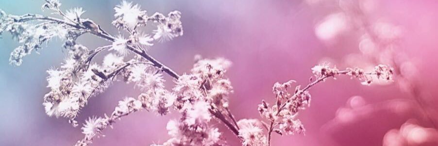 moncchha's profile banner image