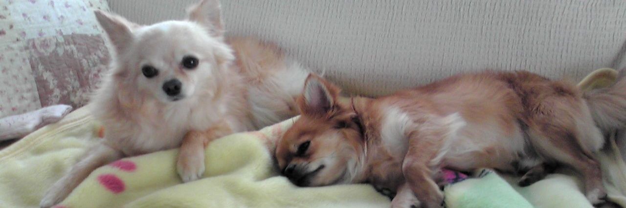 chiro_pudding's profile banner image