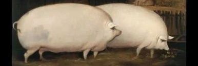 ThePuckchop's profile banner image