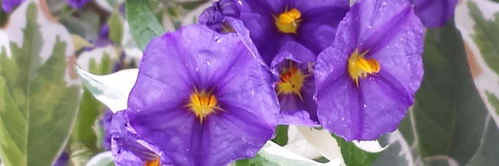 addie Slootjes banner