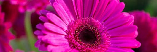 holly6030's profile banner image
