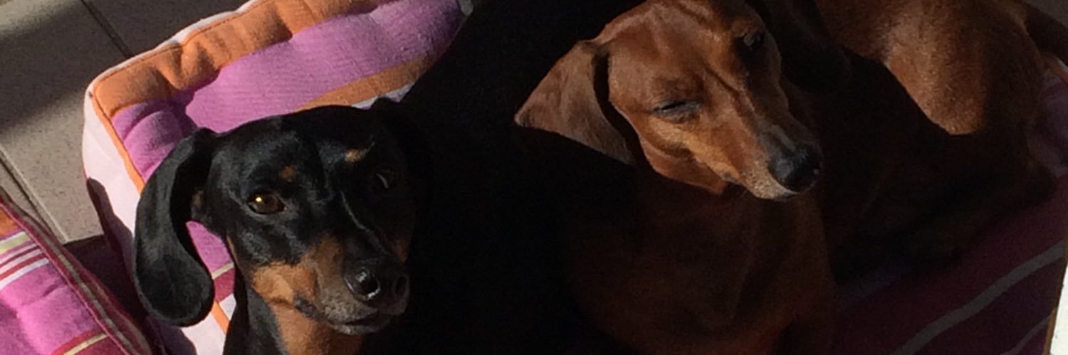 alessandro torelli banner