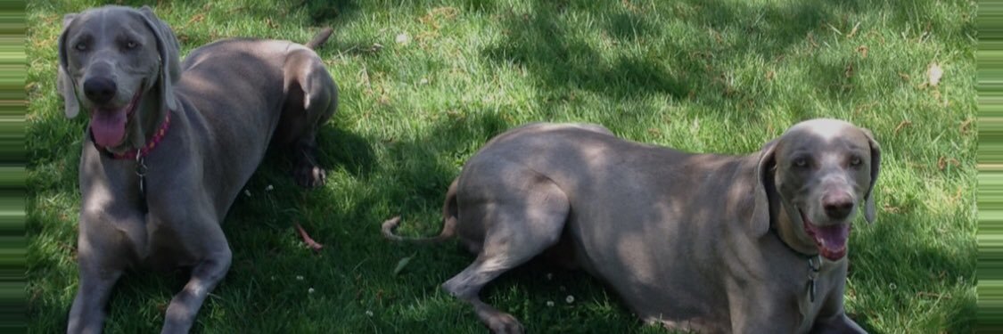 Celia 🐾🐶🌳🦘🌸 banner