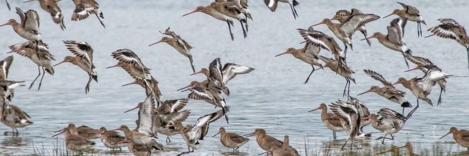 Bird Aware Solent 🦆 banner