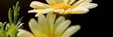 DebnathHem's profile banner image