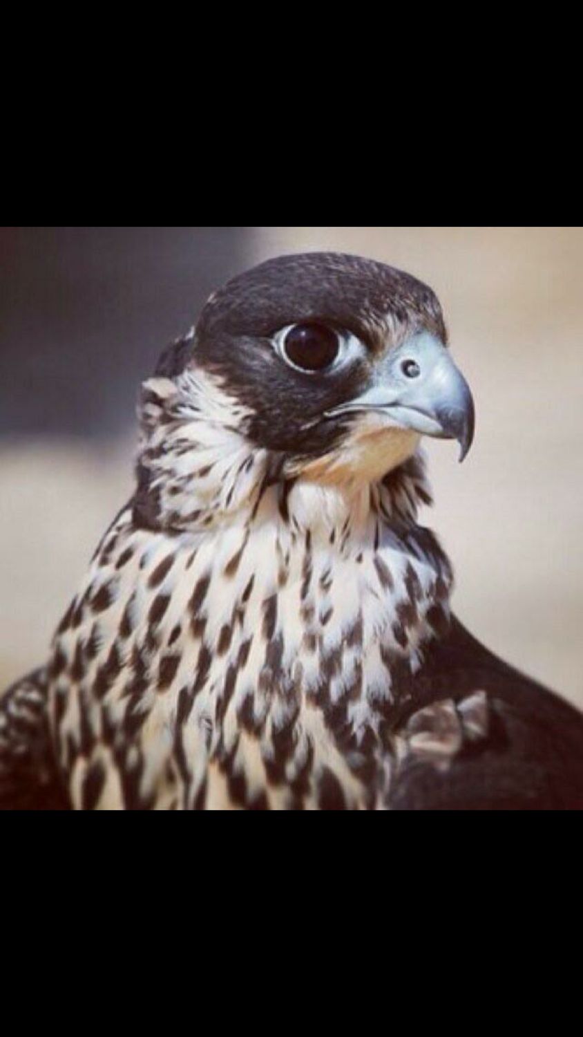 محمد العجلان banner