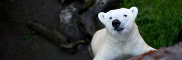 sfkale Profile Banner