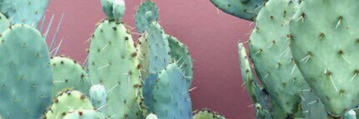 🕸 banner