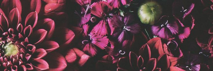 sHeLLvI's profile banner image