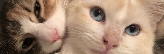 BlueFadeout's profile banner image