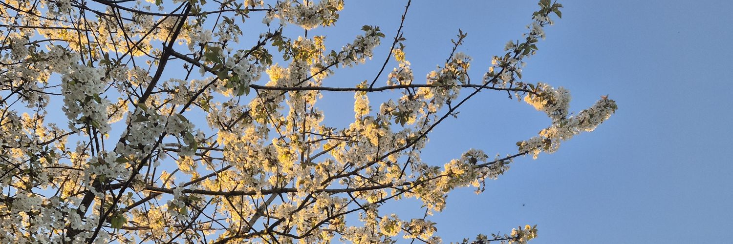 » 𝐶𝑙𝑎𝑖𝑟𝑒 ꕤ banner