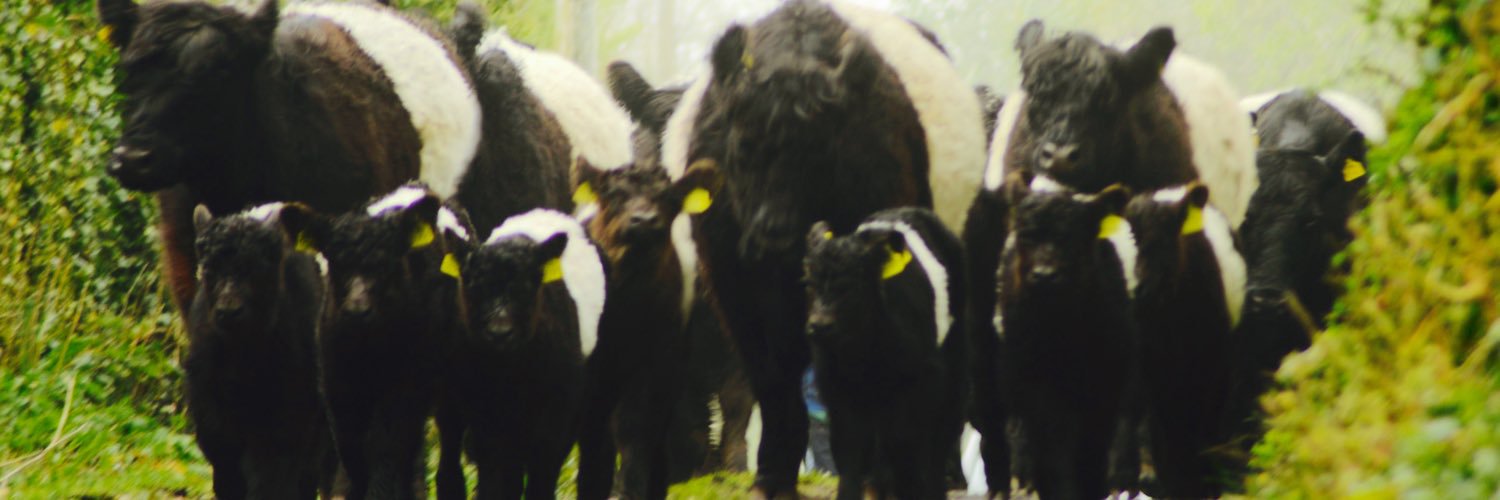 Beltie1's profile banner image