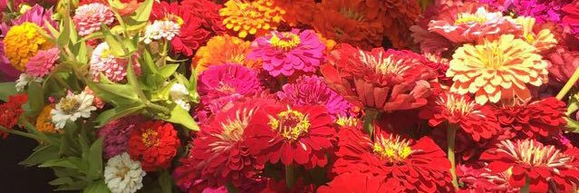 jennifer peters banner