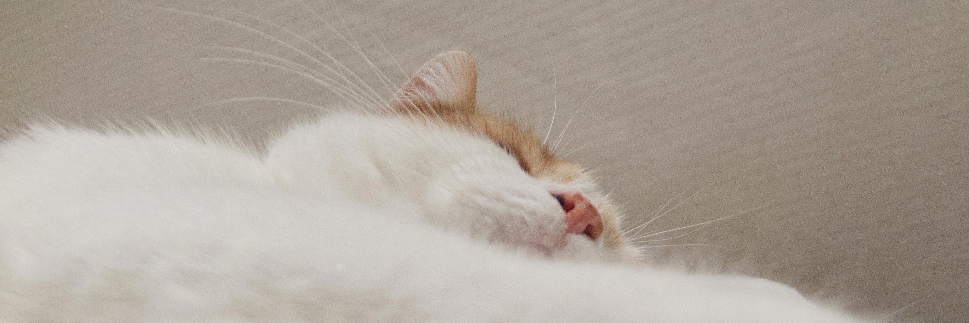 RatouLeChat's profile banner image