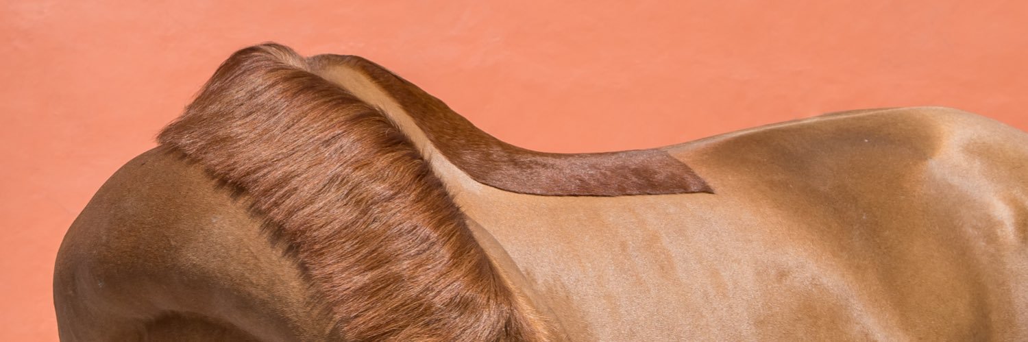 Jessica Rodrigues banner