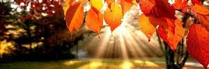 arinu_flor's profile banner image
