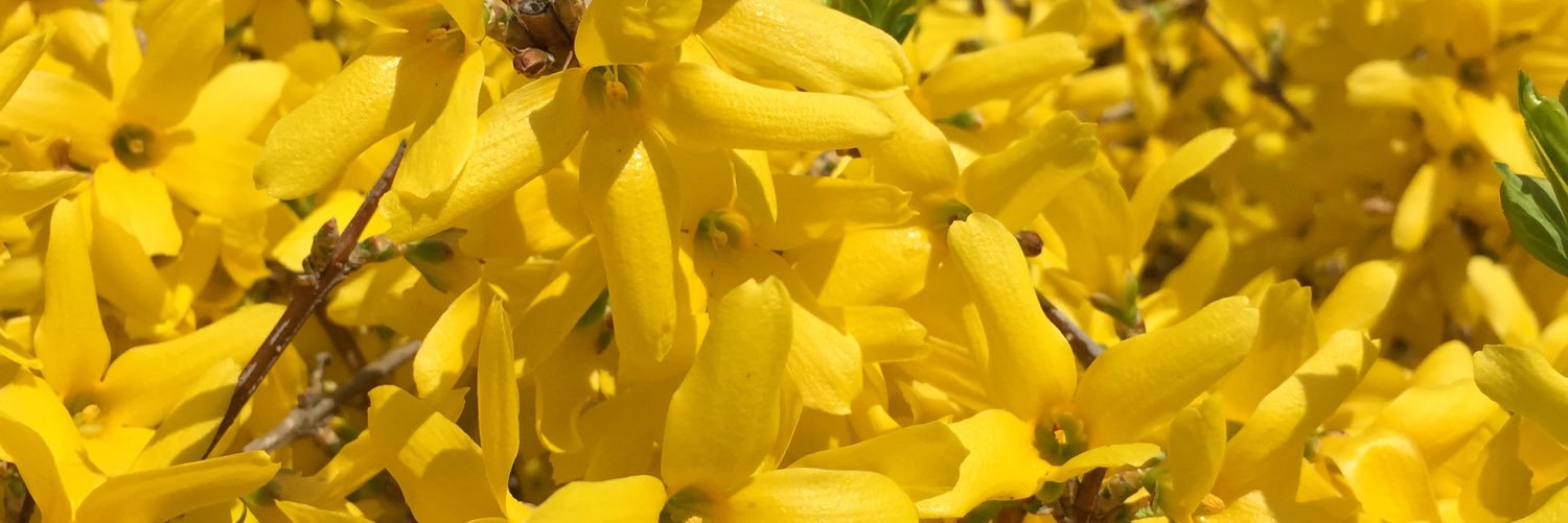 RalphBlossom's profile banner image