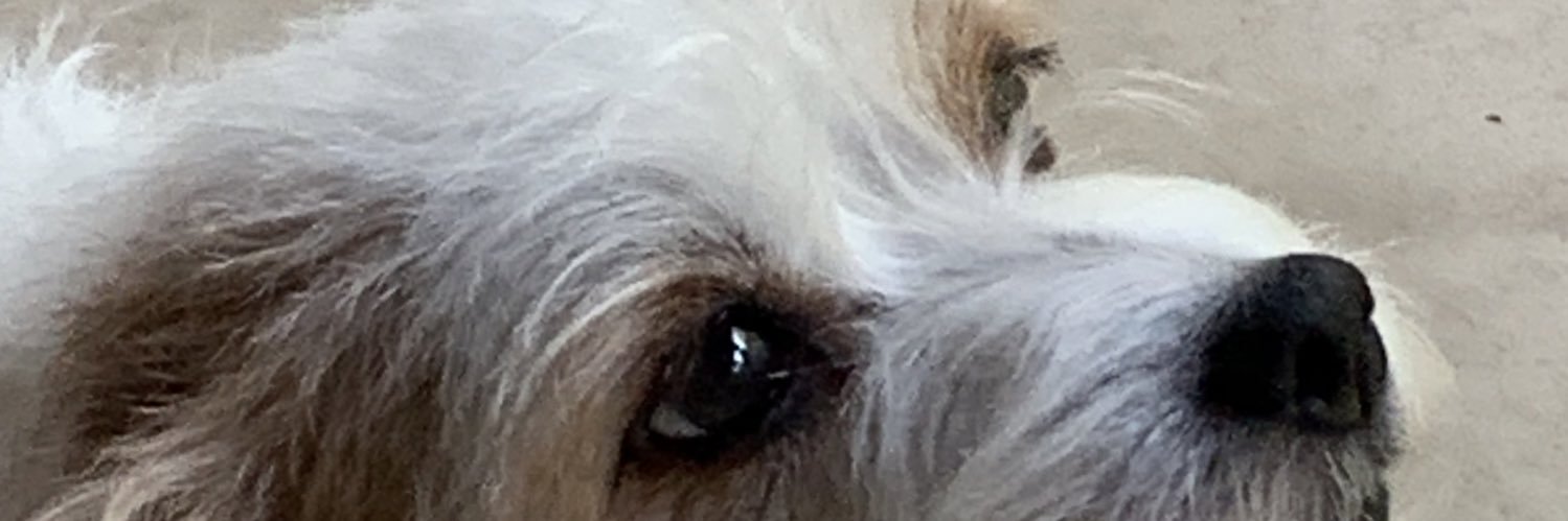 MojoMeida's profile banner image
