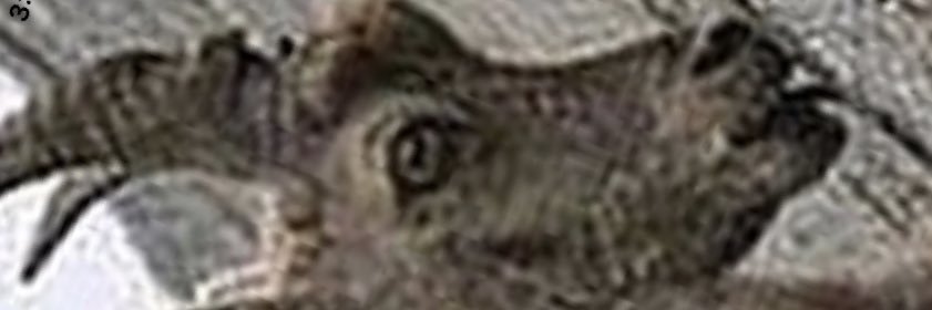 consusu_'s profile banner image