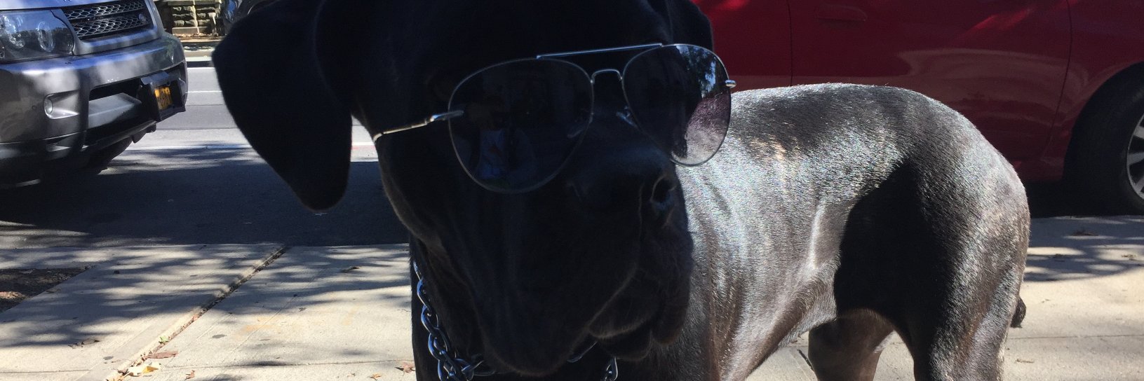 BrownstoneDogs's profile banner image