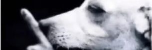 Slyrim's profile banner image