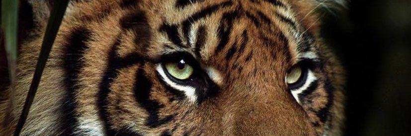 AgentO_2's profile banner image