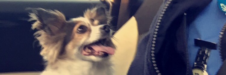 Victoria Galey banner