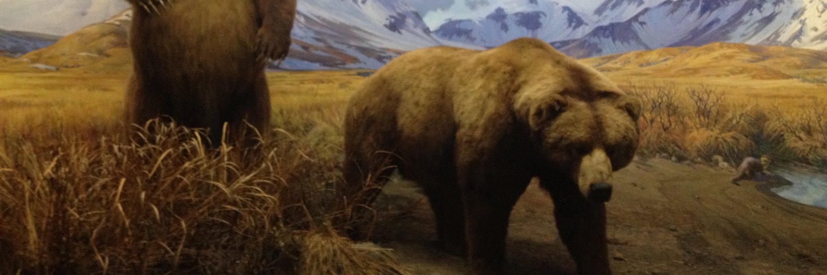 Falen Johnson banner