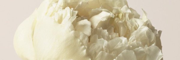 Dodyllah Profile Banner