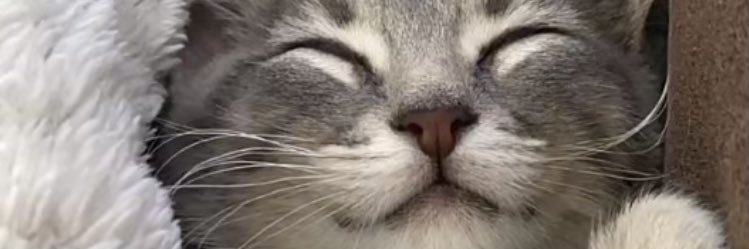 SavannahReno's profile banner image
