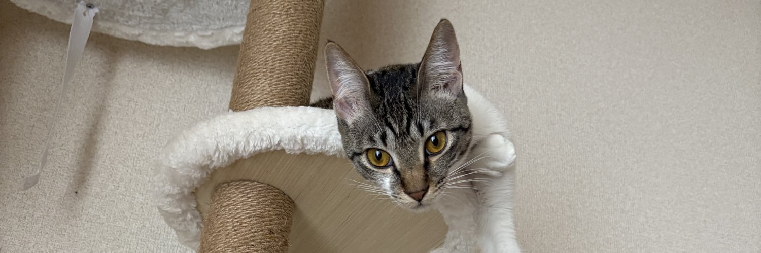 tomoco's profile banner image