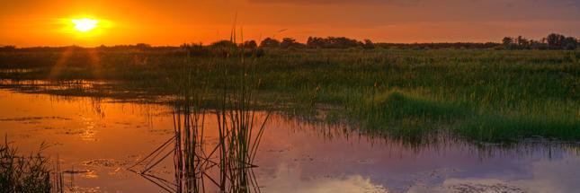 The Everglades banner