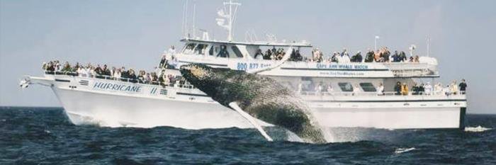 SeeTheWhales's profile banner image