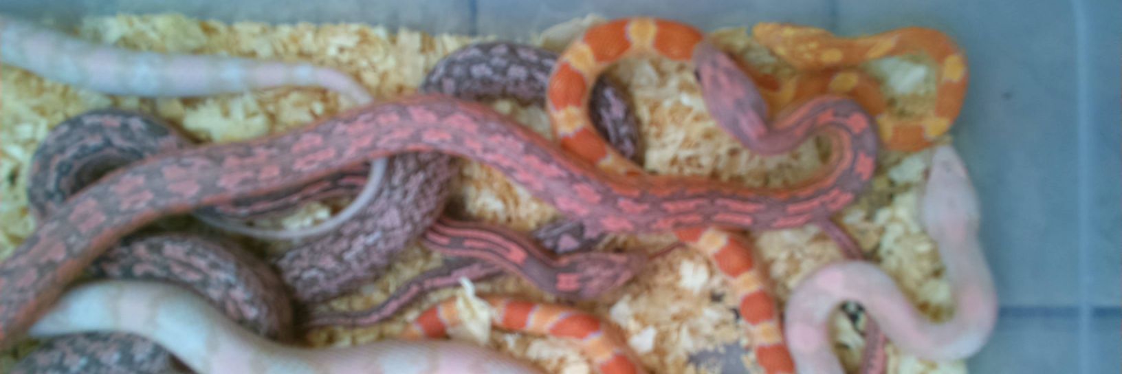Reptile_Labo's profile banner image