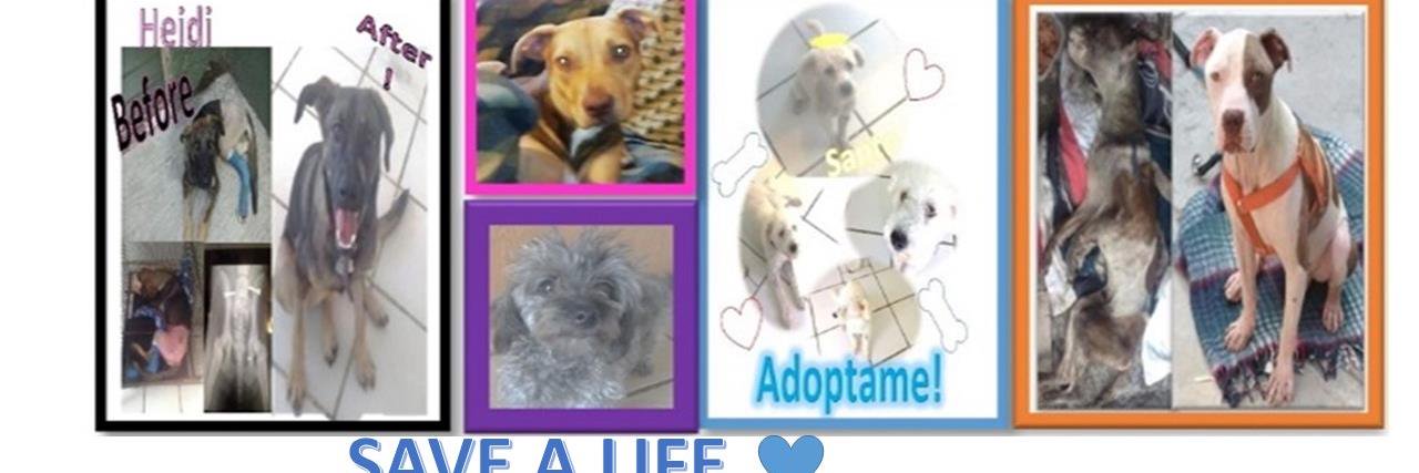 StrayDogsofMex's profile banner image