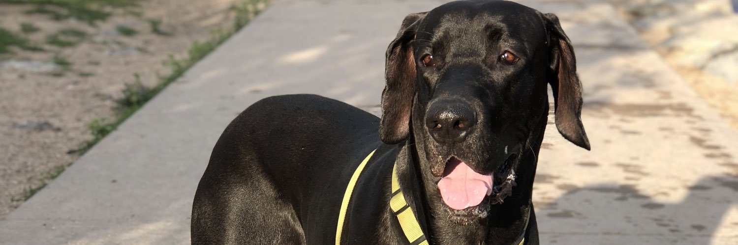 gerndoggie's profile banner image
