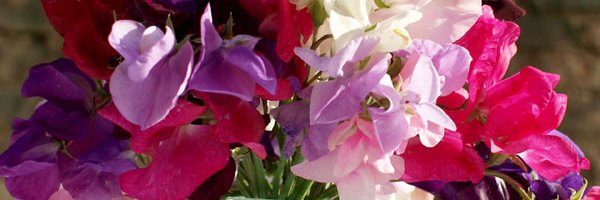 suttons_seeds Profile Banner