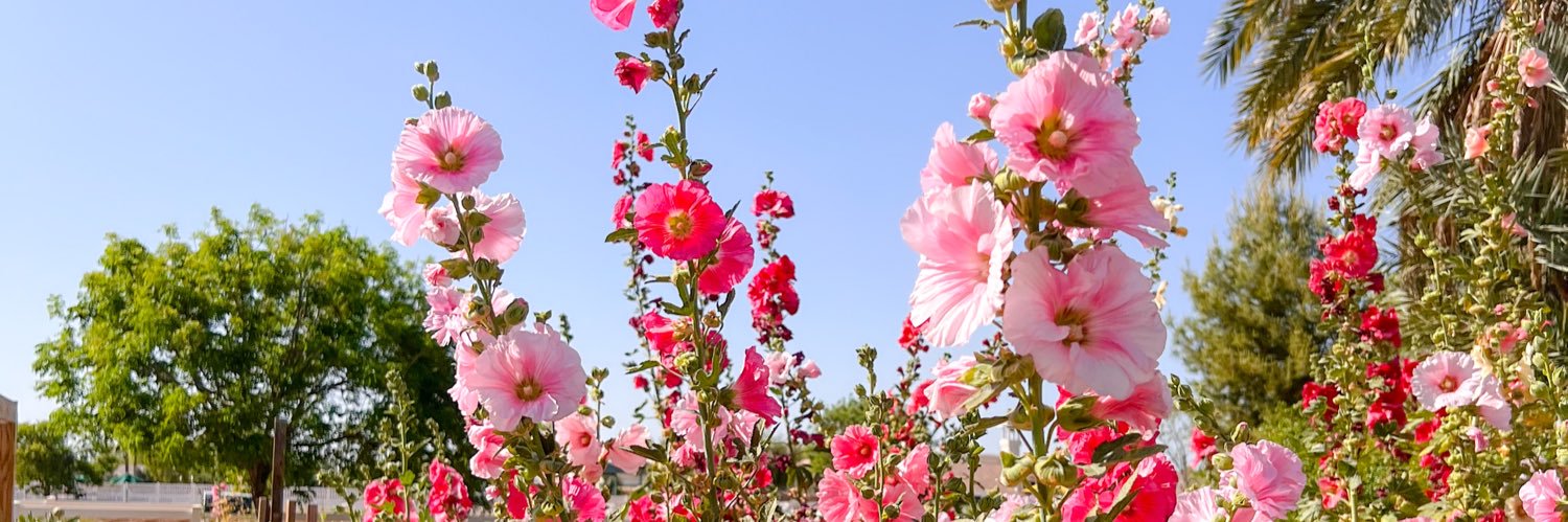 MaddyCavanagh's profile banner image