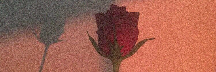 _LeaCicc's profile banner image