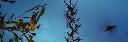 C0libria's profile banner image