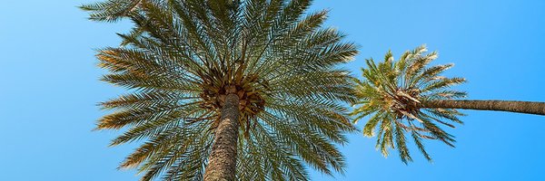 courtystelt Profile Banner