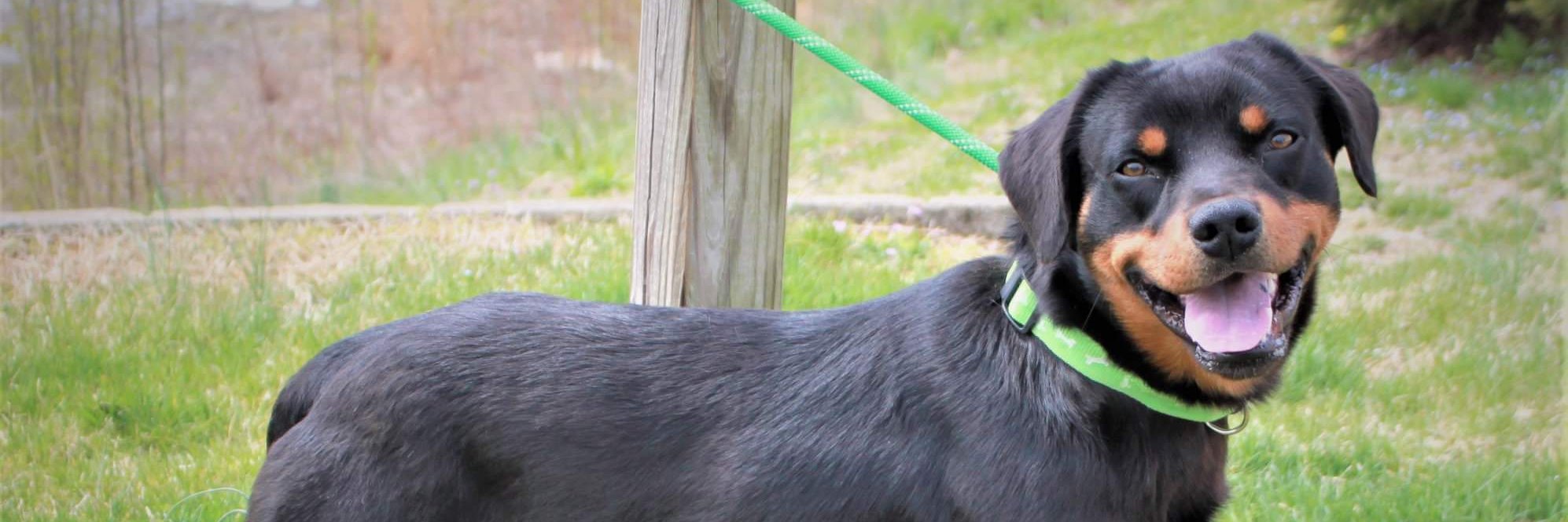 augustadogadopt's profile banner image