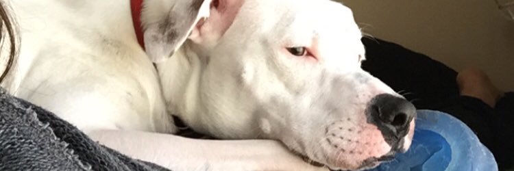 AppleJaxx_5's profile banner image