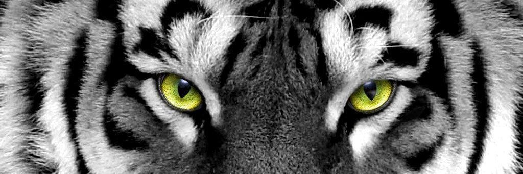 cie_wulL's profile banner image