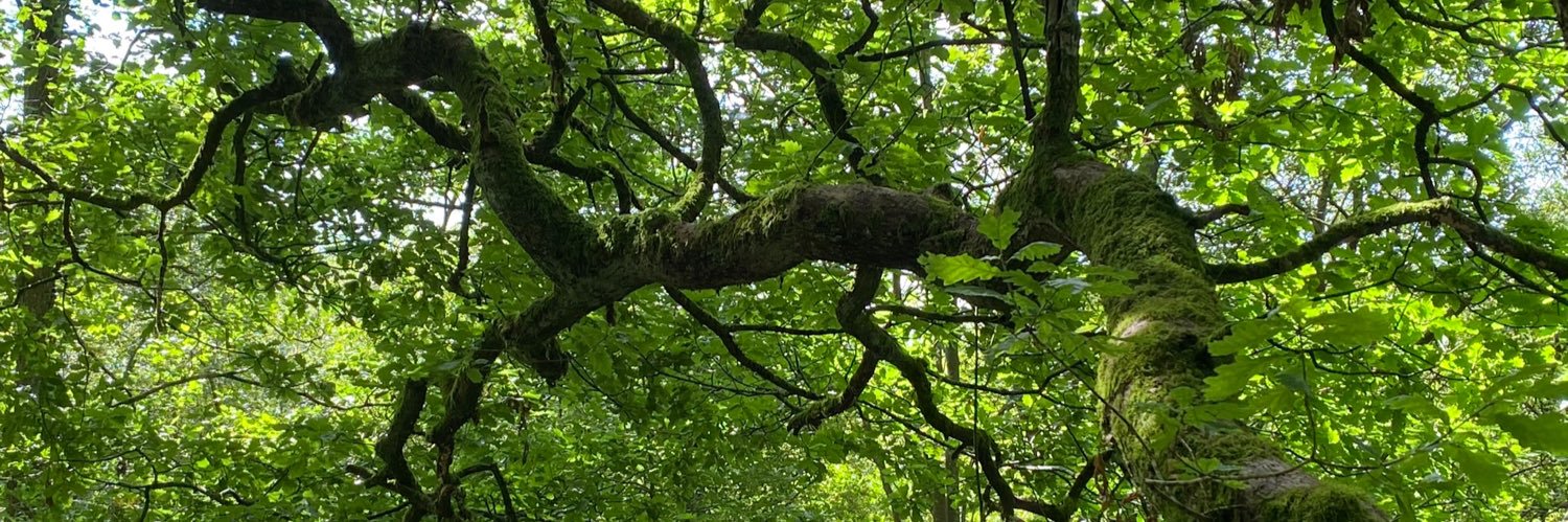 HedgerowEcocide's profile banner image