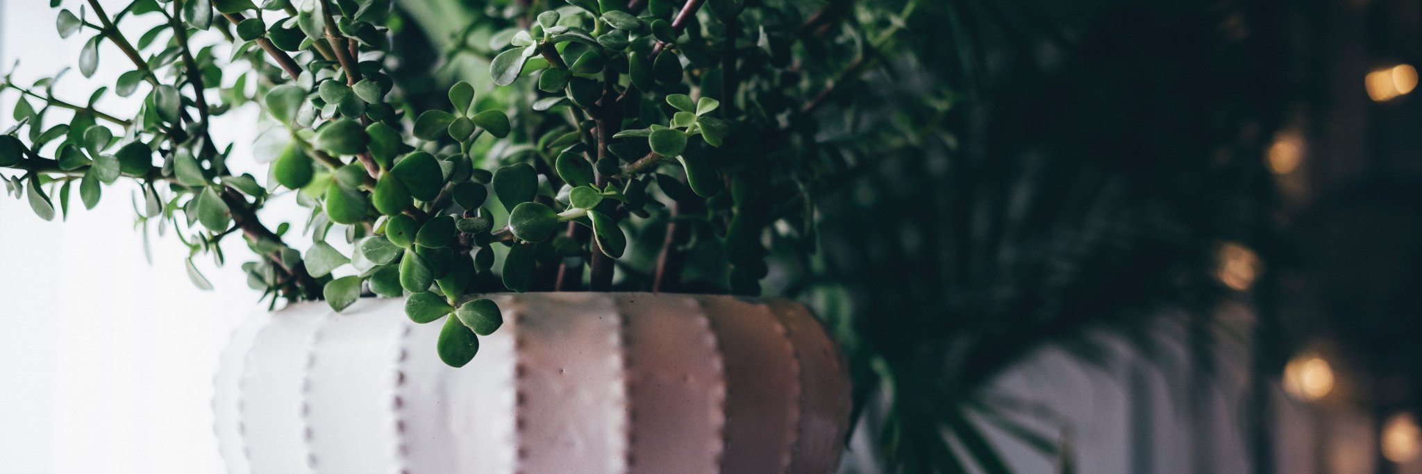 MissYettyCoker's profile banner image