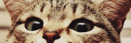 lightverypink's profile banner image
