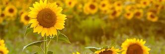 DanaAlexis92's profile banner image