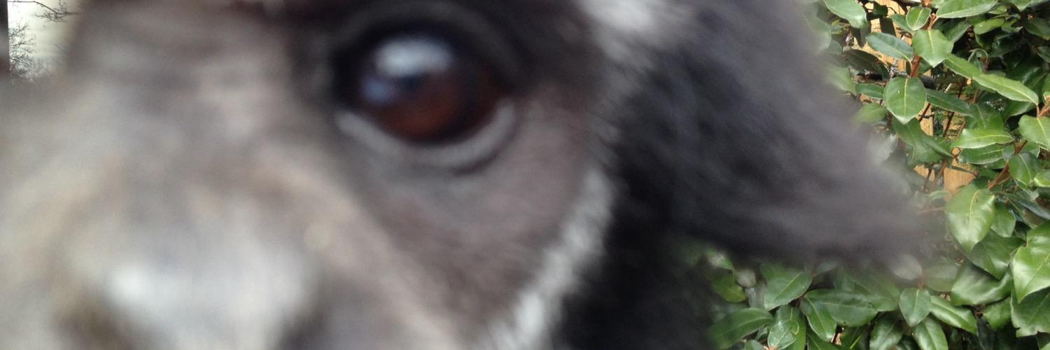 TimoSewell's profile banner image